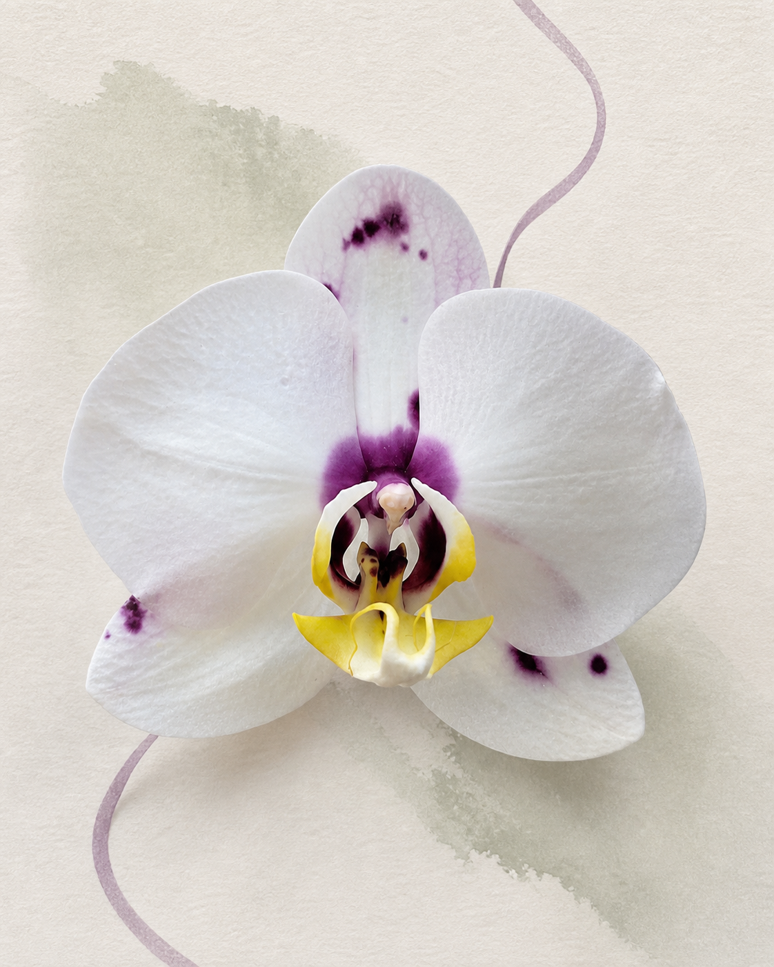 Orhidee Porcelain Muse