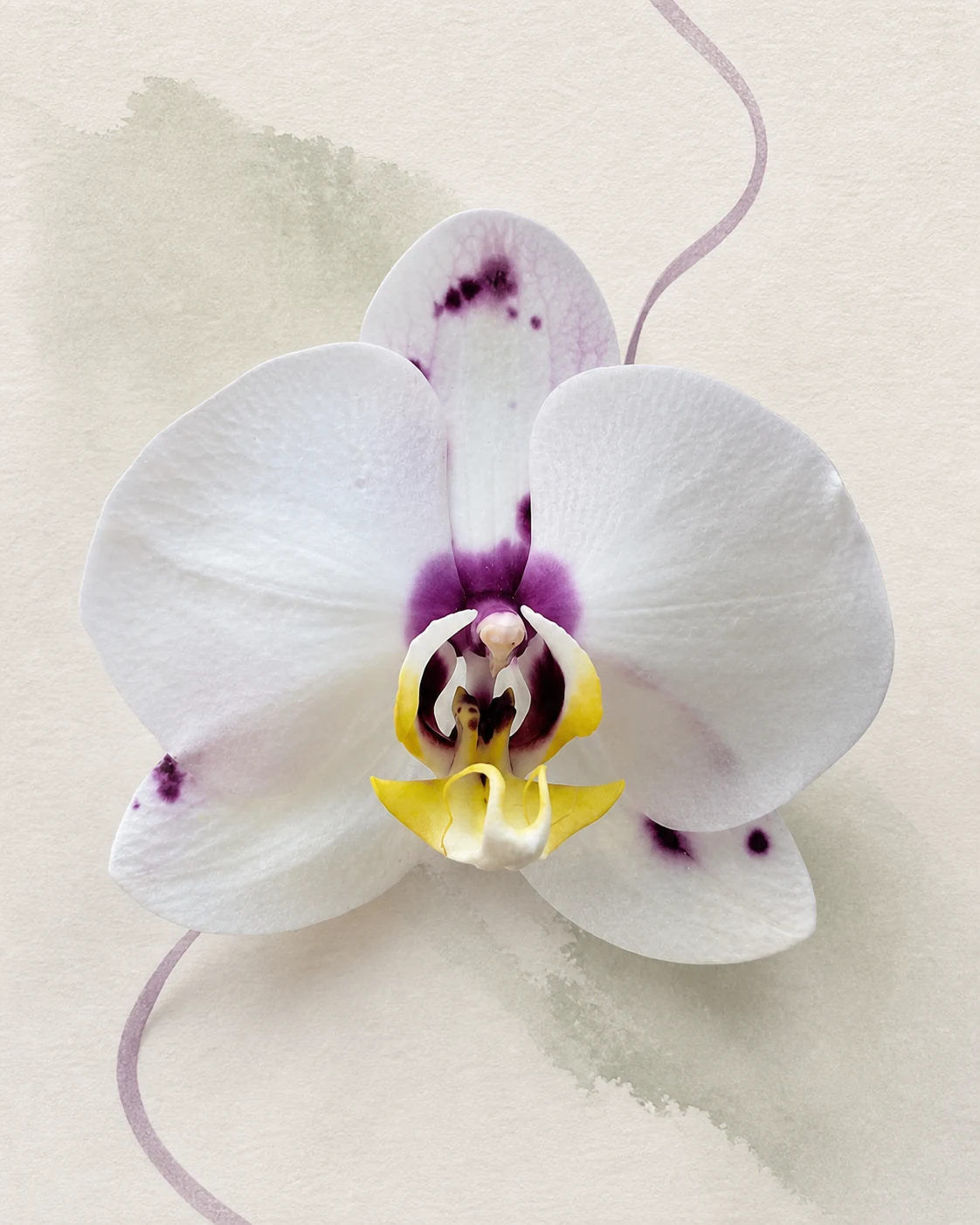 A porcelain white orchid with plum details named Porcelain Muse